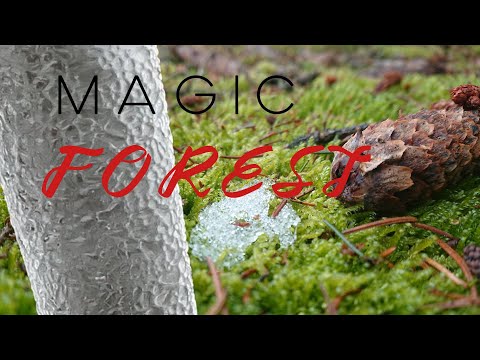 Magic forest 2023