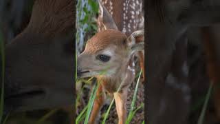Newborn Fawn Calling For Mom