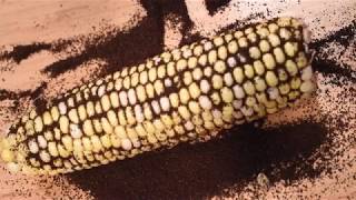 Corncob test - Emily Clanton, BURST ambassador