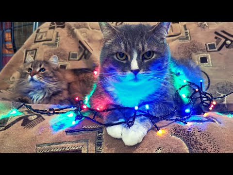 Aww cats #3 I Cute cats compilation I funny cats compilation I cat videos I pet videos I cats