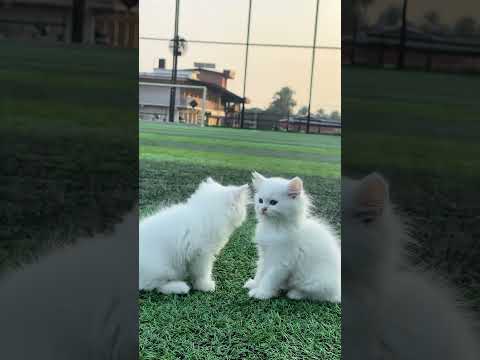 #cat