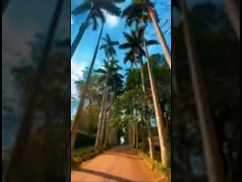 Picnic in Aburi Gardens.   #explore #garden #happy #ghana #couple #houstonrealtor