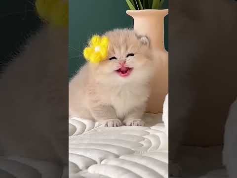 Funny cat🔥#aiandcats #happybirthday #cats #birthday #cake #cute #animalintelligence #kitten #o