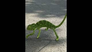 unseen Lizard 😨 Girgit close-up 😍 funny😂 video 🔥#shorts
