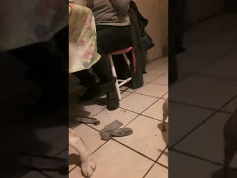 Horny Husky