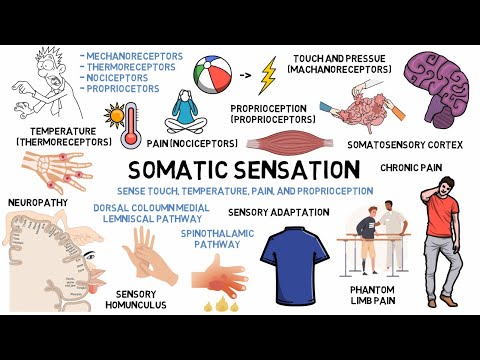 Somatic Sensation
