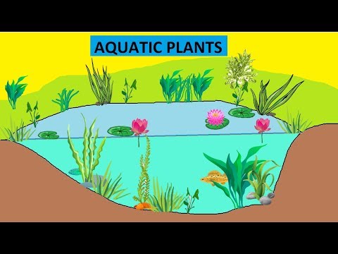 CBSE: Class 4: Science: Aquatic Plants
