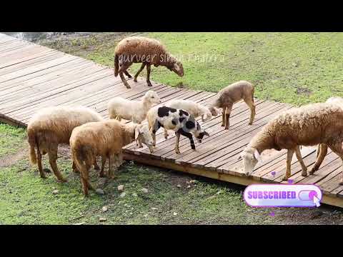 two silly goats story English story with moral lesson
