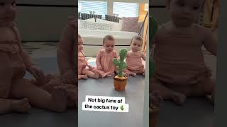 cactus toy