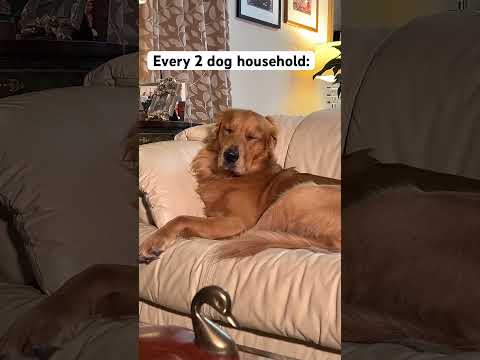 #mynameisjeff #dog #goldenretreiver #dogsofyoutube