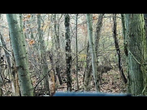 Pa Archery deer hunting! Big 8 point kill shot! Needed to call the tracking dog!