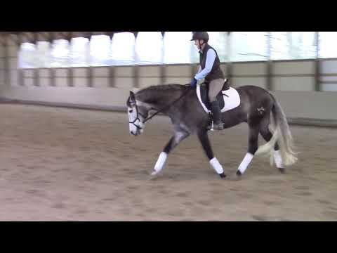 Kingsman 5-year-old PRE Gelding