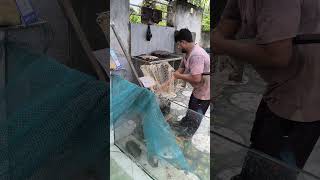 Valan Live Fish Farm @Valan-karjan @vadodara #fish #fishing #livefishfood