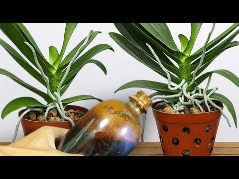 One spoon every week, and my orchids will go crazy with blooms and roots