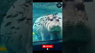 Baby Hippo-vukku Thanni-na Payama? 😱 Why Baby Hippos Fear Water? 🦛💦 #animals #shortfeed #shorts