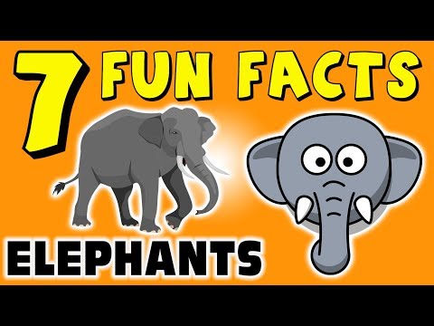 ELEPHANTS! 7 FUN FACTS ABOUT ELEPHANTS! FACTS FOR KIDS! Africa! Learning Colors! Funny! Sock Puppet!