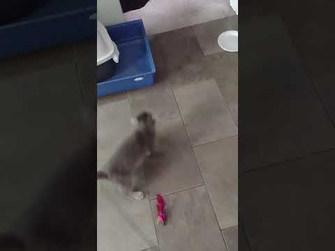 Kitten Auggie playing part 2. #kitty #jpmkenzieart #catomine #kittylover #kittycat #cutecat #kitties