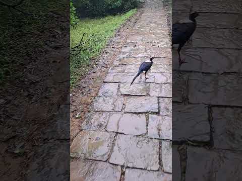 113.11.20草嶺古道巧遇藍腹鷴