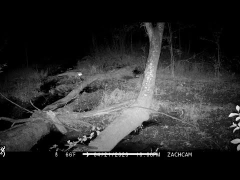 Backyard Trail Cam 4.6-4.22