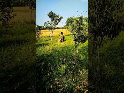 #newsong #shorts #tending @multiplexerabhilabs9362