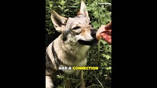I Fed a Wild Wolf For Weeks. Then It Didn'T Come Alone