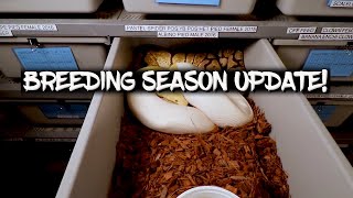 Ball Python Breeding Season Update!