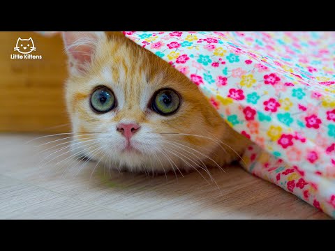 hide and seek