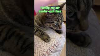 #cat #funny #catproblems #kitten #pets