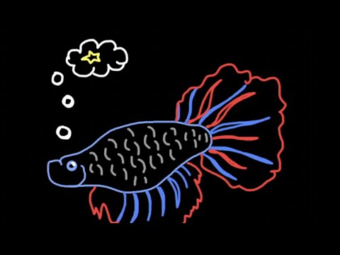 Stellar Populations and the HR Diagram (Explained Through a Betta Fish)