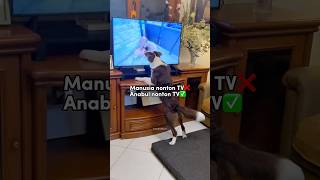 ANABUL FOKUS NONTON TV‼️ LUCU BANGET KELAKUAN PUPPY RAIDEN🤣 #shorts #anjinglucu