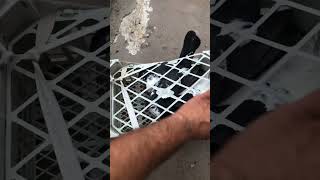 🔥🔥#pigeon #lover #shots #viralreels #viralvideo #trending #ytshorts #happiness