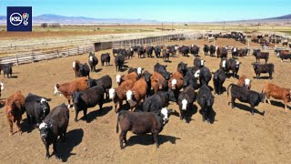 Utah cattle ranchers speak out about Trump’s plan to import beef from Argentina