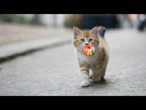 Adorable Baby Cat's First Playtime Adventure: A Heart-Melting Moment