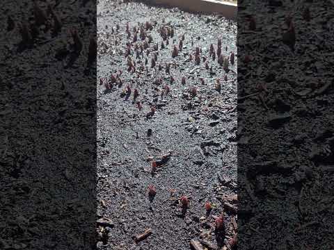 Tulips Breaking Through Soil Feb 2024