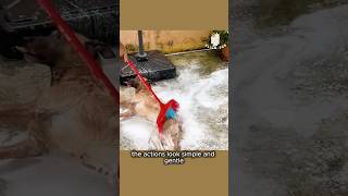 This Dog's Bath Skills Are Next Level  #dogs #smartdog #cutedog #doglover #doglife #dogvideo #pet