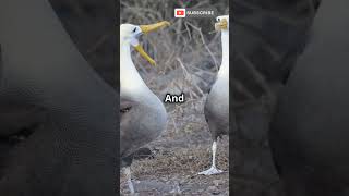 world of the Wandering Albatross! 🌊🦅 #WanderingAlbatross #FunnyBirdFacts #AnimalHumor #NatureComedy