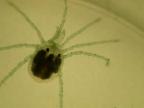 Water Mite - part 3