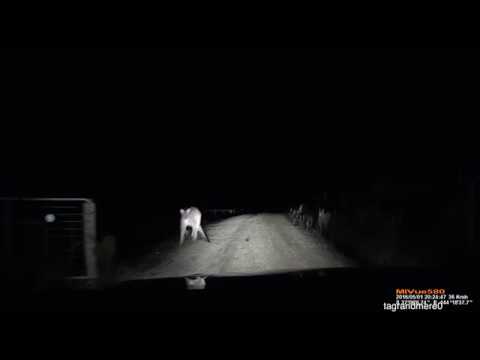 La vengeance du couz