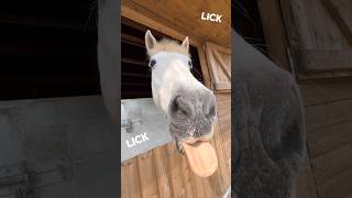 Spend the morning with me & Lincoln ☺️ #horse #equestrian #hackingout #horsevlog
