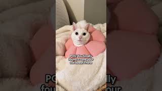 Testing Soft Cat Recovery Cones | The Pack