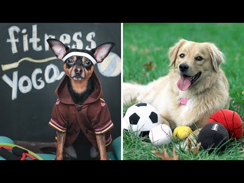 10 Best Athletic Dog Breeds rarely seen on Camera