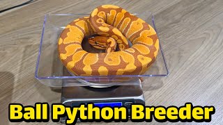 🐍📈 Ultramel Ball Python Growth Update! She’s Getting Big & Looking Amazing