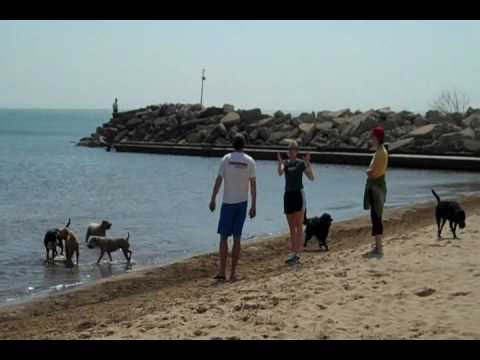 Dog Beach at Gillson Park
