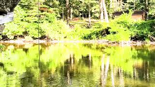 REASON - beginners luck