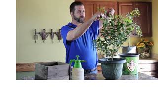 Pruning a Citrus Tree