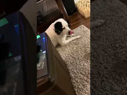 The Dog with an Attitude#dog#dogs #pet #teenagedog#zoomies