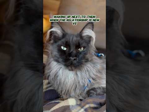 Chef the Cat
