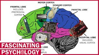 Are Brains like Computers?