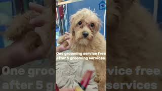 pet grooming #groominggoals  #petlover #petgroomer #groomedwithlove #grooming #cats #dogs #dubai