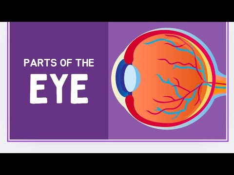 Easy explanation of human eye ..... #youtube  #music #education # sciexplore-a5z
